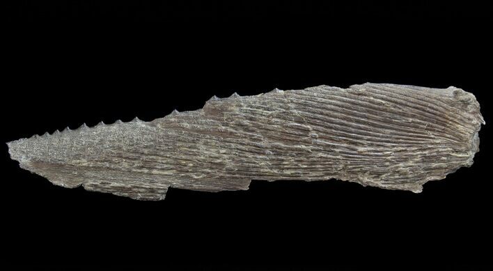 Cretaceous Swordfish (Protosphyraena) Pectoral Fin - Kansas #64125